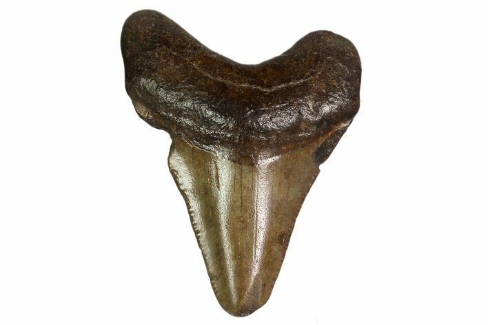 Juvenile Megalodon Tooth - Georgia #158833